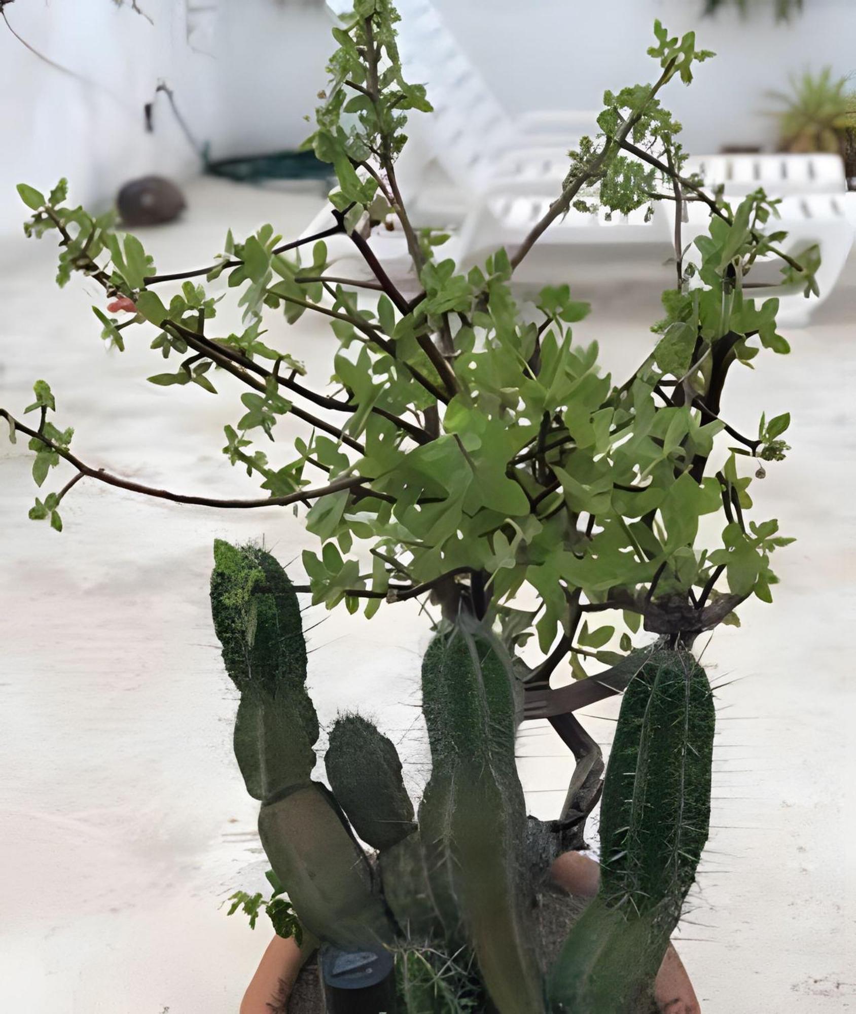 12 De Octubre Apartamento Cabo San Lucas